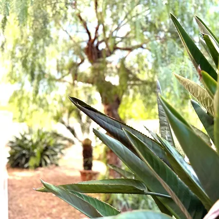 Casa Rosetta - Relax In Centro - Parcheggio Privato, Mare A 2 Passi Bordighera